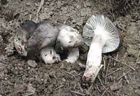 Hygrophore de mars. Cliquer pour agrandir l'image.