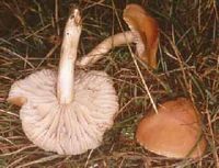 Hygrophore des prés. Cliquer pour agrandir l'image.