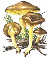 Hygrophore jaunissant. Cliquer pour agrandir l'image.