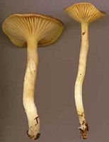 Hygrophore jaunissant. Cliquer pour agrandir l'image.