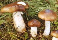Hygrophore limace. Cliquer pour agrandir l'image.