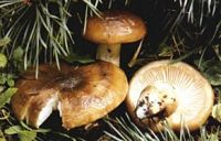 Hygrophore limace. Cliquer pour agrandir l'image.