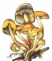 Hypholome doux. Dessin. Cliquer pour agrandir l'image.