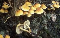 Hypholome doux. Cliquer pour agrandir l'image.