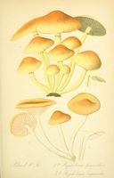 Hypholome doux. Planche d'identification Thomé 080b. Cliquer pour agrandir l'image.