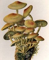 Hypholome en touffe. Dessin. Cliquer pour agrandir l'image.