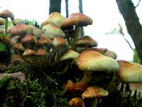 Hypholome en touffe. Cliquer pour agrandir l'image.