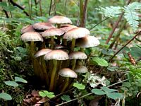 Hypholome en touffe. Cliquer pour agrandir l'image. Hypholome en touffe. Cliquer pour agrandir l'image.