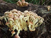 Hypholome en touffe. Cliquer pour agrandir l'image.