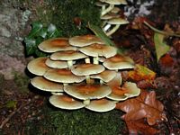 Hypholome en touffe. Cliquer pour agrandir l'image.
