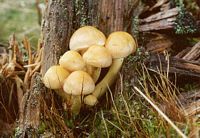 Hypholome en touffe. Cliquer pour agrandir l'image. Hypholome en touffe. Cliquer pour agrandir l'image.
