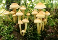 Hypholome en touffe. Cliquer pour agrandir l'image.