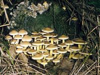 Hypholome en touffe. Cliquer pour agrandir l'image.