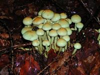 Hypholome en touffe. Cliquer pour agrandir l'image.