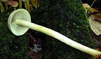 Hypholome en touffe. Cliquer pour agrandir l'image.