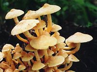 Hypholome en touffe. Cliquer pour agrandir l'image. Hypholome en touffe. Cliquer pour agrandir l'image.
