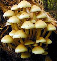 Hypholome en touffe. Cliquer pour agrandir l'image.