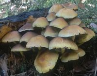Hypholome en touffe. Cliquer pour agrandir l'image.