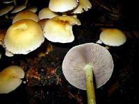 Hypholome en touffe. Cliquer pour agrandir l'image.