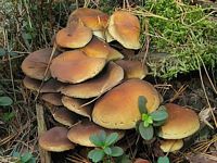 Hypholome en touffe. Cliquer pour agrandir l'image.