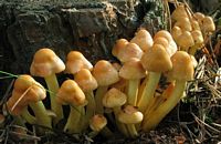 Hypholome en touffe. Cliquer pour agrandir l'image.