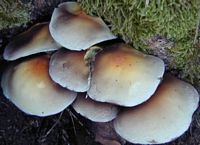 Hypholome en touffe. Cliquer pour agrandir l'image. Hypholome en touffe. Cliquer pour agrandir l'image.