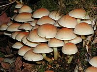 Hypholome en touffe. Cliquer pour agrandir l'image.