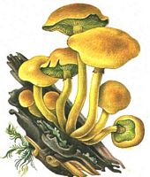Hypholome en touffe. Dessin. Cliquer pour agrandir l'image.