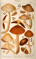 Hypholomes. Planche Ricken 64. Cliquer pour agrandir l'image.