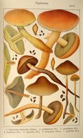 Hypholomes. Planche Ricken 65. Cliquer pour agrandir l'image.