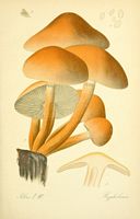 Hypholomes. Planche d'identification Thomé 080a. Cliquer pour agrandir l'image.
