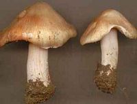Inocybe de Patouillard. Cliquer pour agrandir l'image.