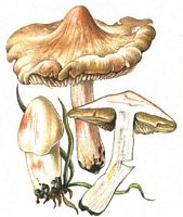 Inocybe de Patouillard. Dessin. Cliquer pour agrandir l'image.