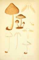 Inocybe fastigié. Planche d'identification Thomé 091. Cliquer pour agrandir l'image.