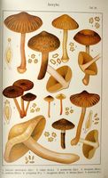Inocybes. Planche Ricken 29. Cliquer pour agrandir l'image.