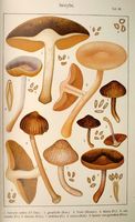 Inocybes. Planche Ricken 30. Cliquer pour agrandir l'image.