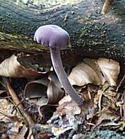 Laccaire améthyste. Cliquer pour agrandir l'image.
