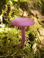 Laccaire améthyste. Cliquer pour agrandir l'image.