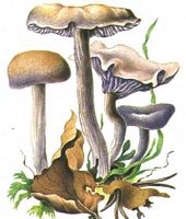 Laccaire améthyste. Dessin. Cliquer pour agrandir l'image.