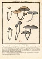 Laccaire améthyste. Planche d'identification Bulliard. Cliquer pour agrandir l'image.