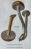 Laccaire laqué. Dessin d'identification. Cliquer pour agrandir l'image.