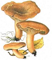 Lactaire à odeur de chicorée. Dessin. Cliquer pour agrandir l'image.