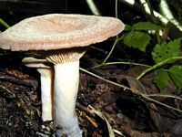 Lactaire à odeur de noix de coco. Cliquer pour agrandir l'image.