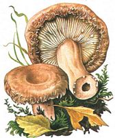 Lactaire à toison. Dessin. Cliquer pour agrandir l'image.
