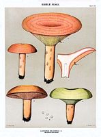 Lactaire délicieux. Dessin d'identification. Cliquer pour agrandir l'image.