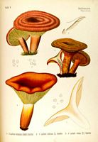 Lactaire délicieux. En haut. Cliquer pour agrandir l'image.