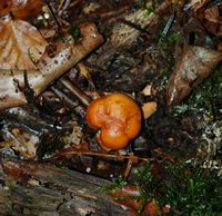 Lactaire fauve orangé. Habitat. Ceyssat. Cliquer pour agrandir l'image.