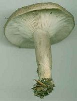 Lactaire muqueux. Cliquer pour agrandir l'image.