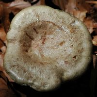 Lactaire muqueux. Chapeau, Fontaine-au-Loup. Cliquer pour agrandir l'image.