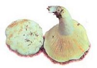 Lactaire poivré. Cliquer pour agrandir l'image.